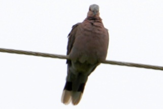 Columba larvata - Zimttaube (Weißmaskentaube)